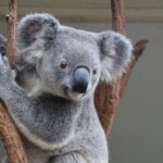 Brisbane – Schnupperkurs an und mit Koalabären im Lone Pine Sanctuary