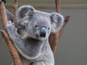 Brisbane – Schnupperkurs an und mit Koalabären im Lone Pine Sanctuary